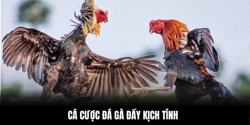 Cá cược đá gà đầy kịch tính