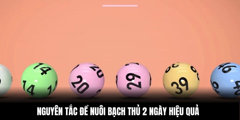 Nguyên tắc để nuôi bạch thủ 2 ngày hiệu quả